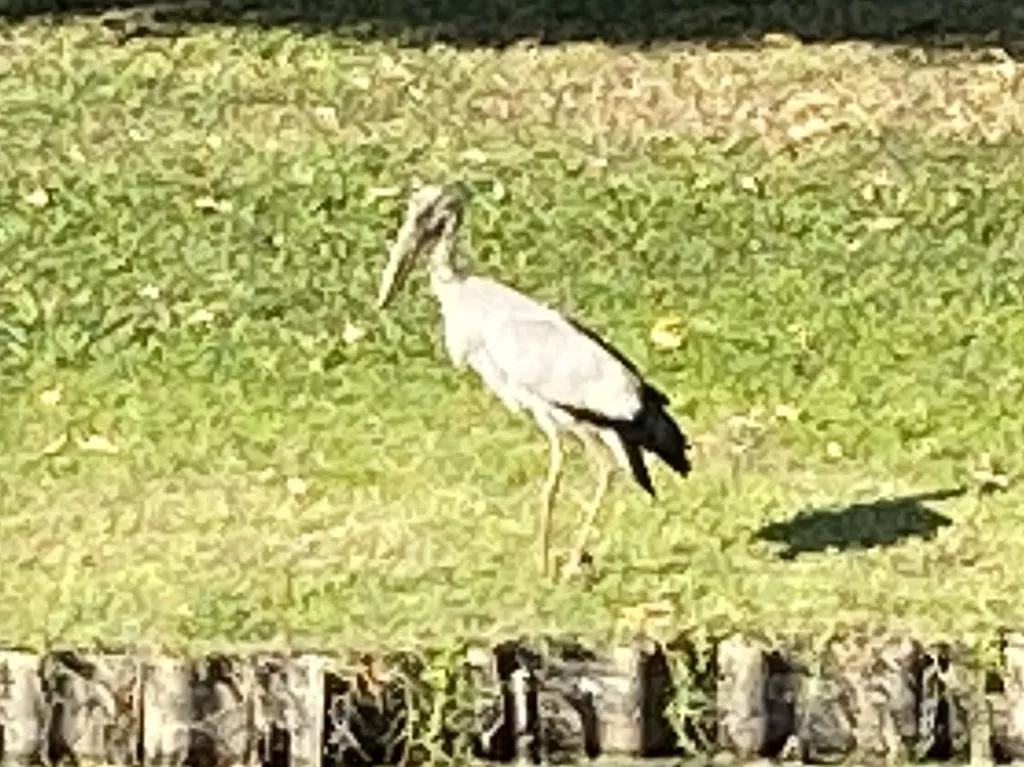 钳嘴鹳（Anastomus oscitans）