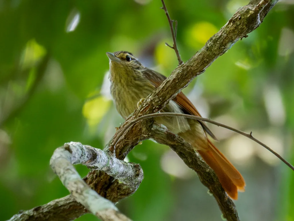 栗翅钩嘴雀(Ancistrops strigilatus)