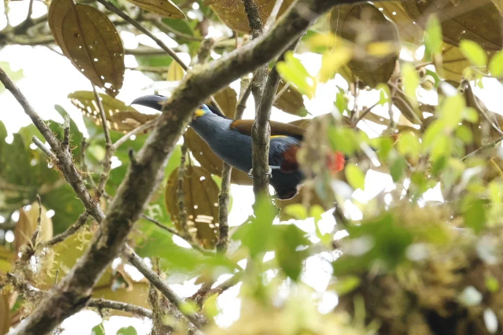 扁嘴山巨嘴鸟(Andigena laminirostris)