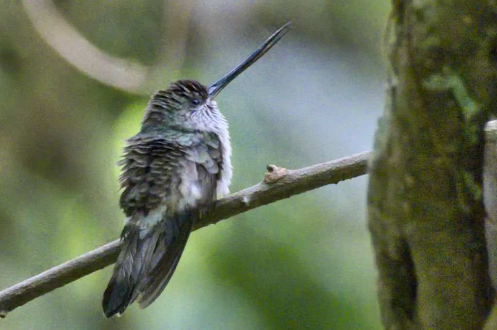 齿嘴蜂鸟(Androdon aequatorialis)