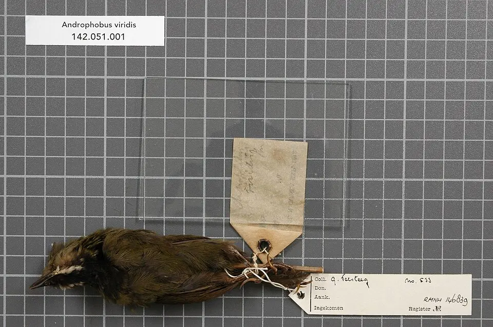 绿背鹛鸫(Androphobus viridis)