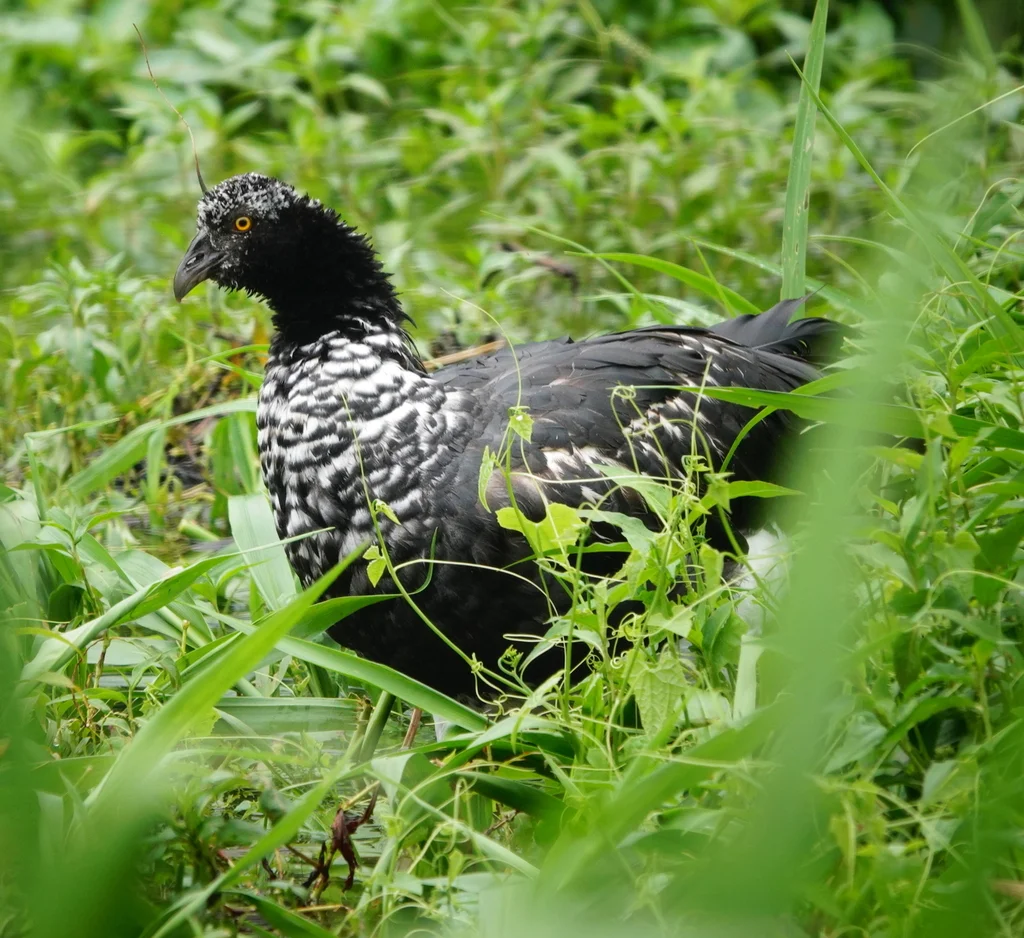 角叫鸭(Anhima cornuta)