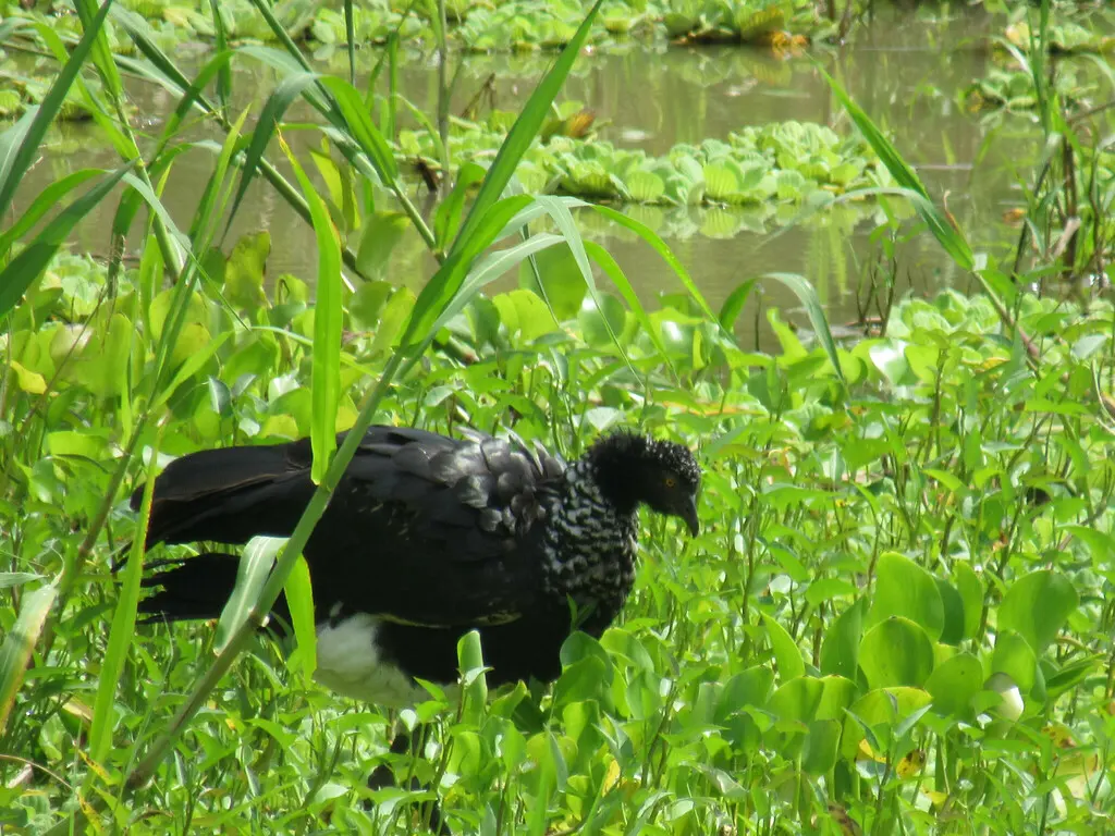 角叫鸭(Anhima cornuta)