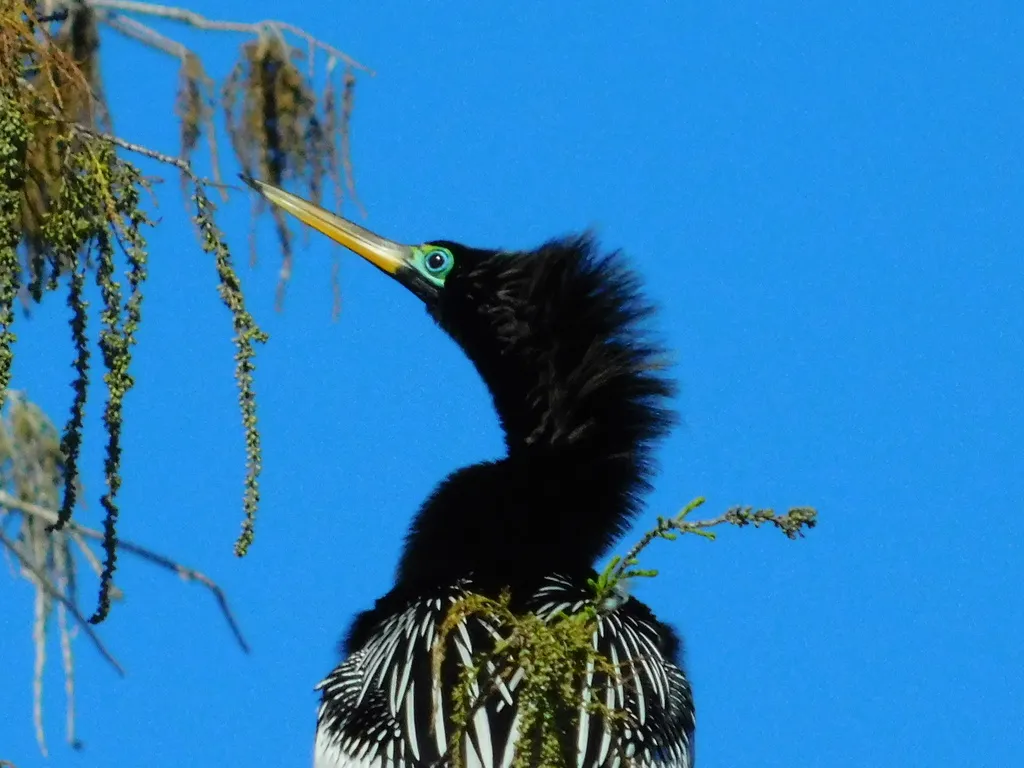 美洲蛇鹈(Anhinga anhinga)