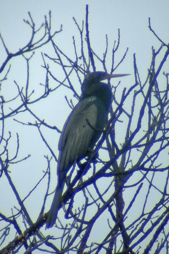 美洲蛇鹈(Anhinga anhinga)