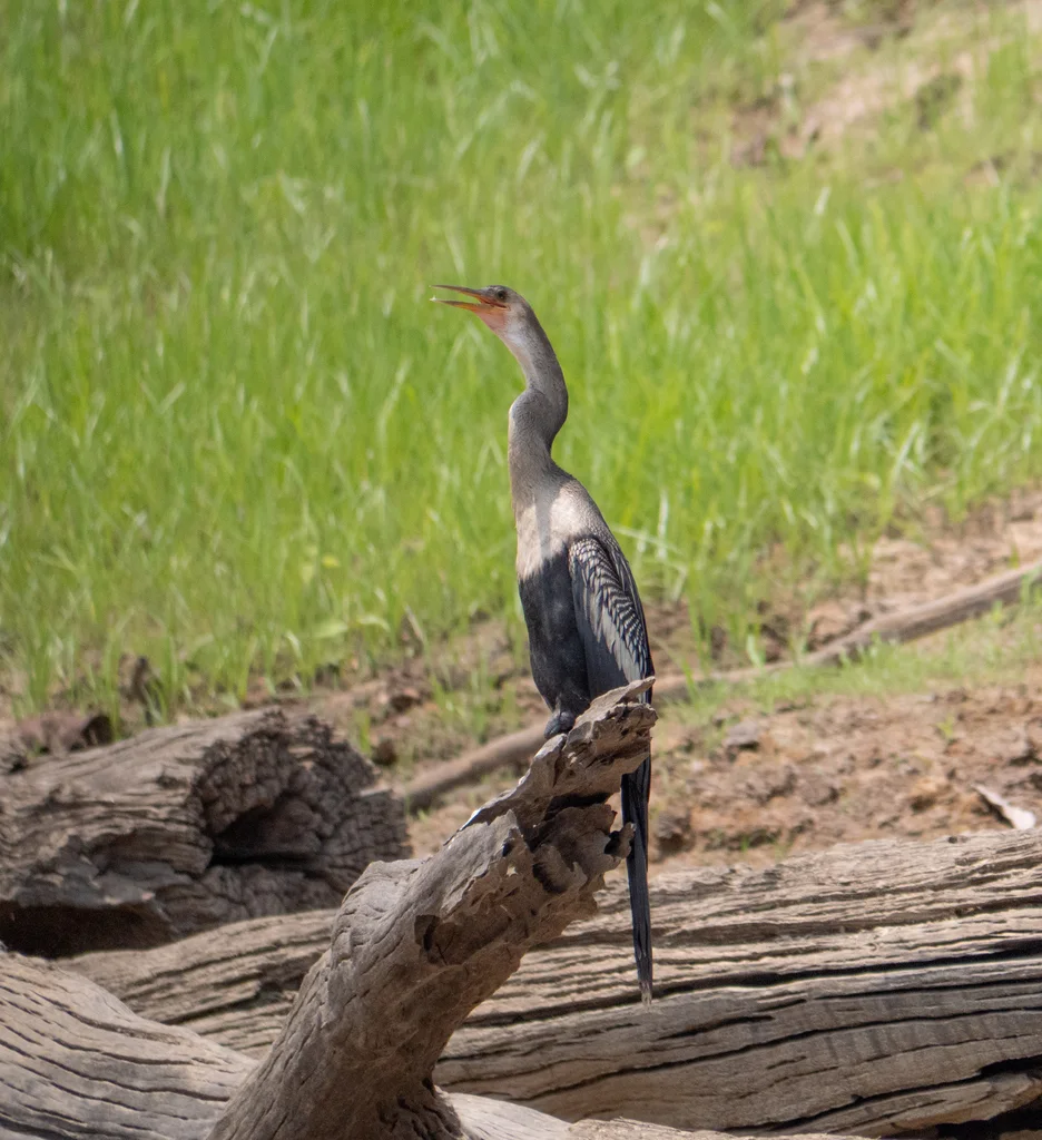 美洲蛇鹈(Anhinga anhinga)