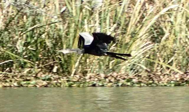 美洲蛇鹈(Anhinga anhinga)