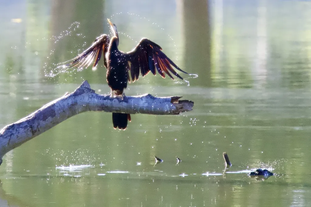 黑腹蛇鹈(Anhinga melanogaster)