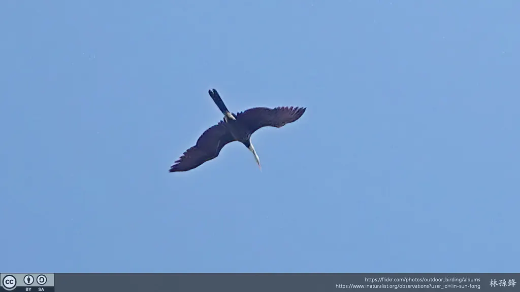 黑腹蛇鹈(Anhinga melanogaster)