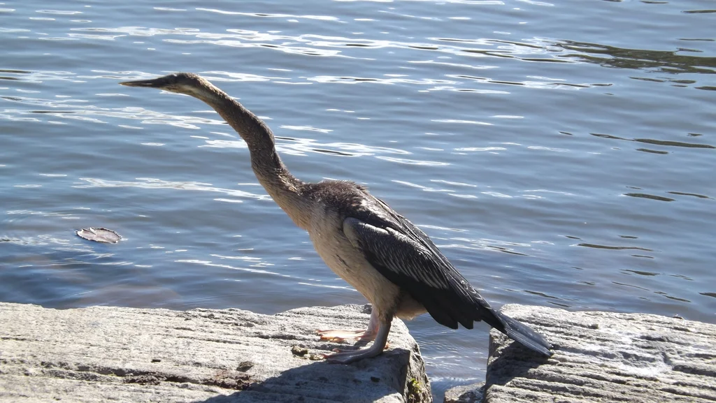 澳洲蛇鹈(Anhinga novaehollandiae)