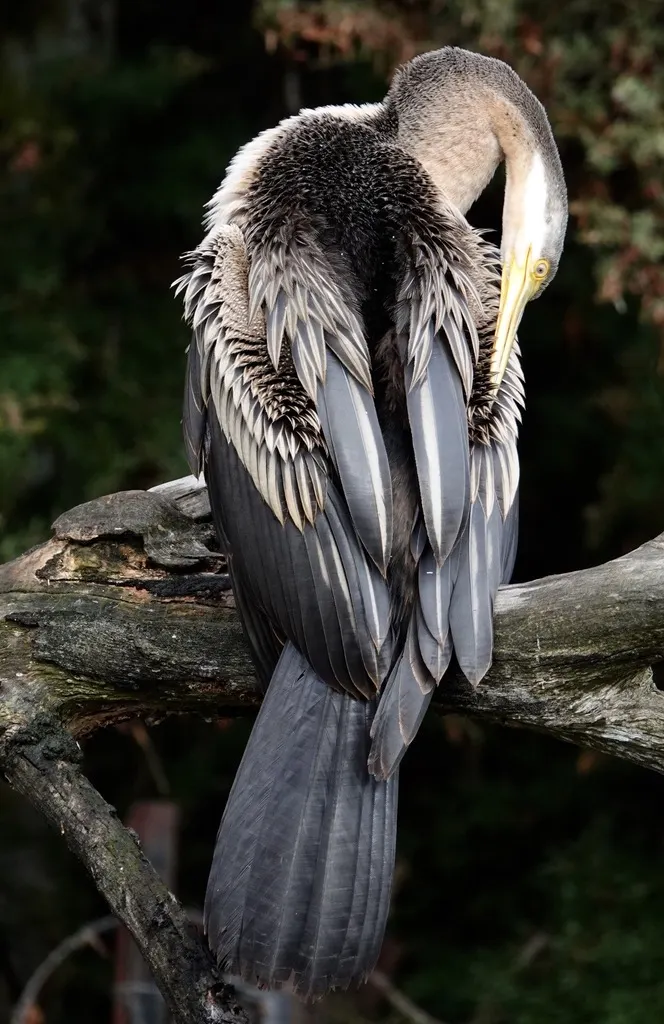 澳洲蛇鹈(Anhinga novaehollandiae)