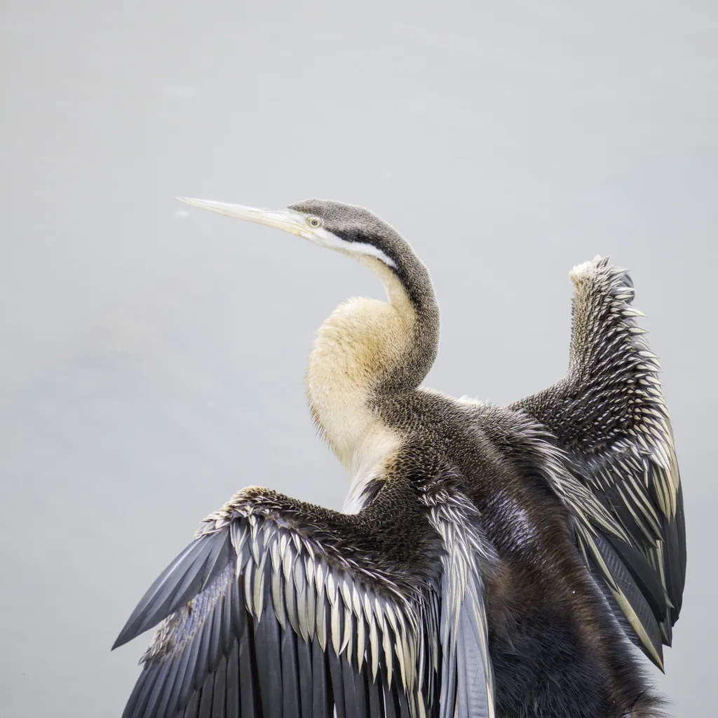 澳洲蛇鹈(Anhinga novaehollandiae)