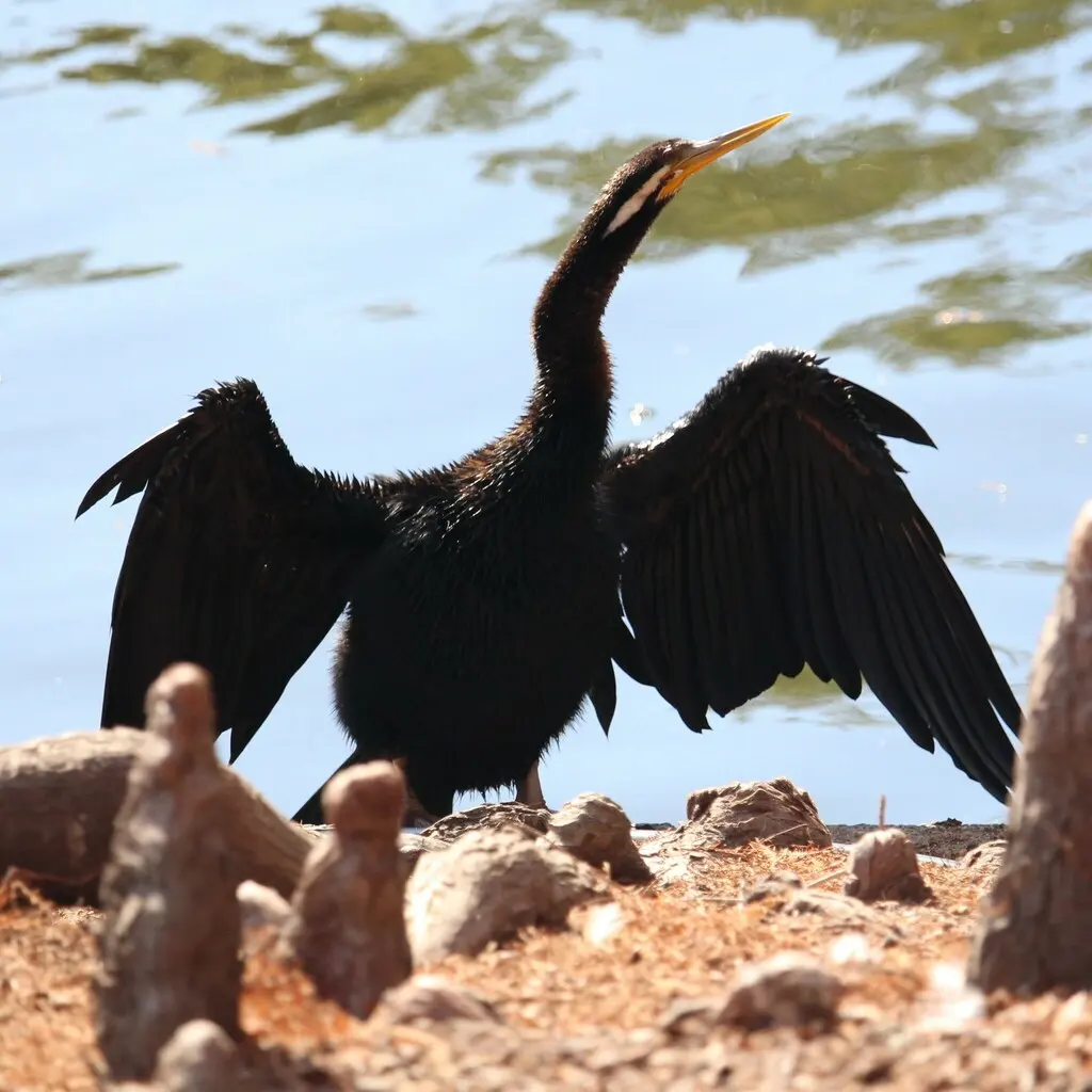 澳洲蛇鹈(Anhinga novaehollandiae)
