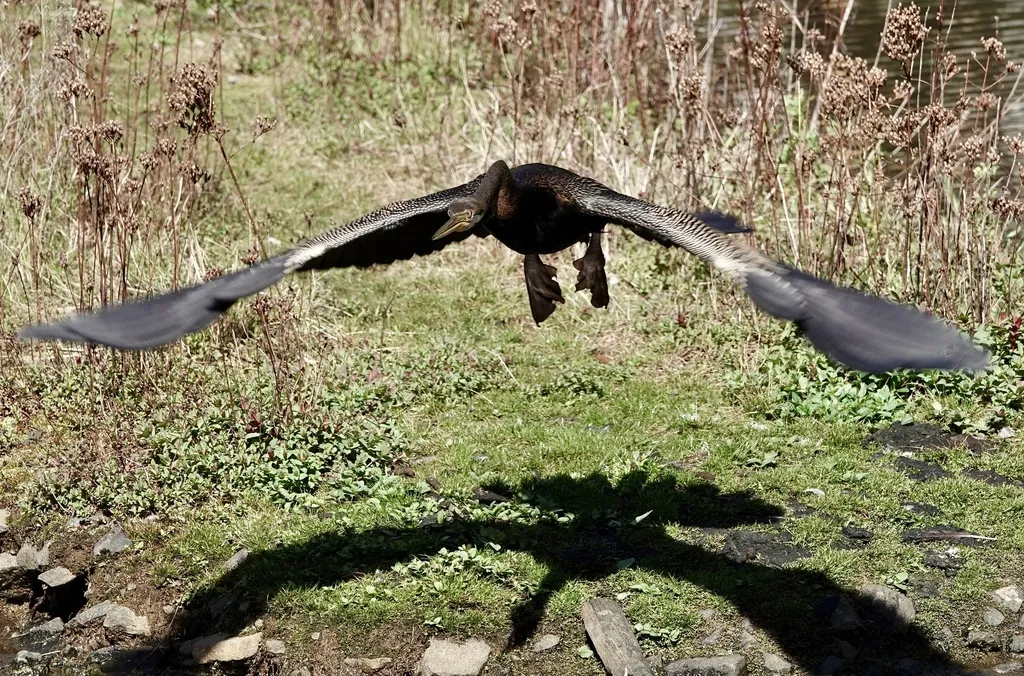 澳洲蛇鹈(Anhinga novaehollandiae)