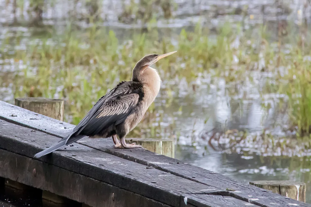 澳洲蛇鹈(Anhinga novaehollandiae)