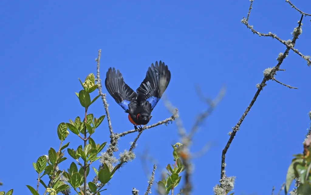 朱腹岭裸鼻雀(Anisognathus igniventris)