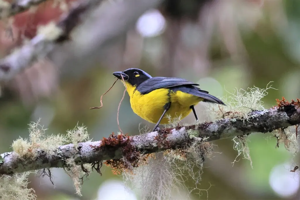 黑颊岭裸鼻雀(Anisognathus melanogenys)