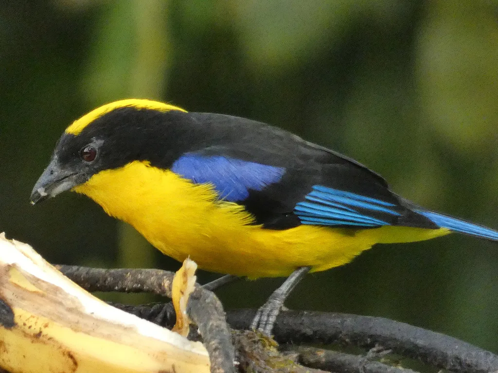 蓝翅岭裸鼻雀(Anisognathus somptuosus)