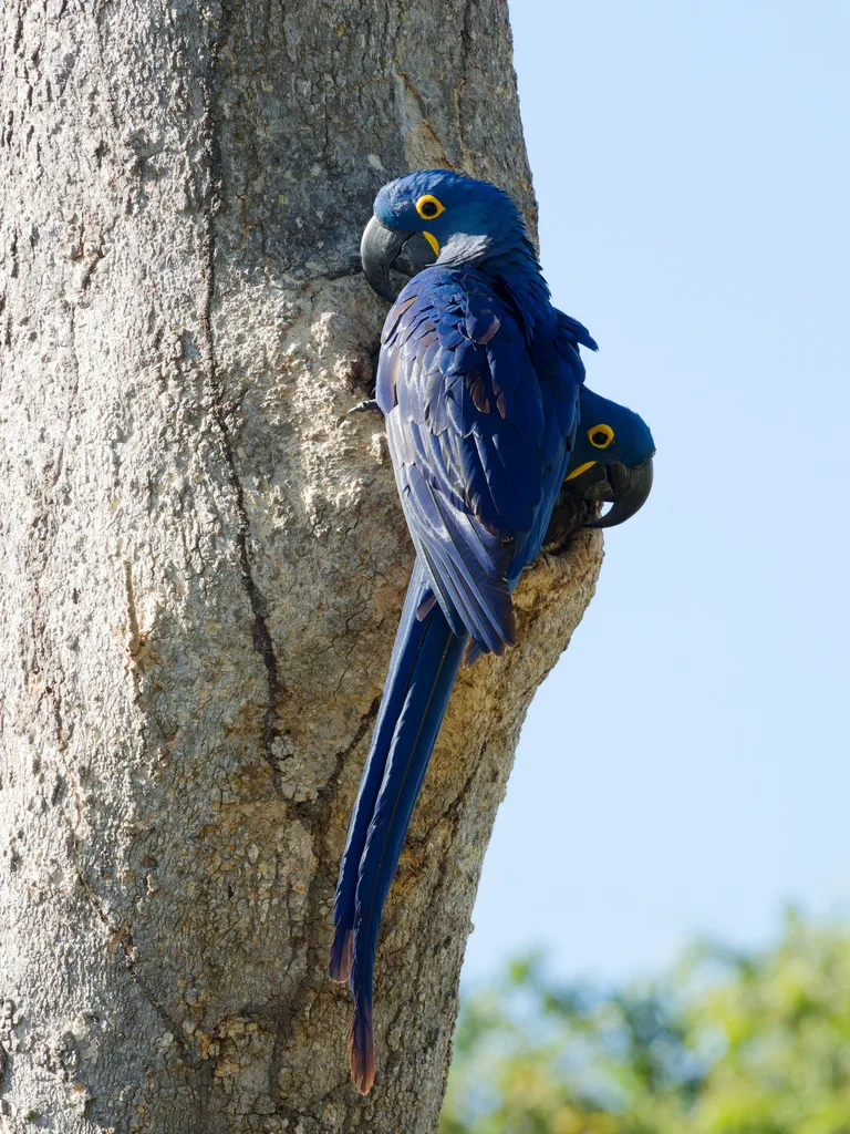 紫蓝金刚鹦鹉(Anodorhynchus hyacinthinus)