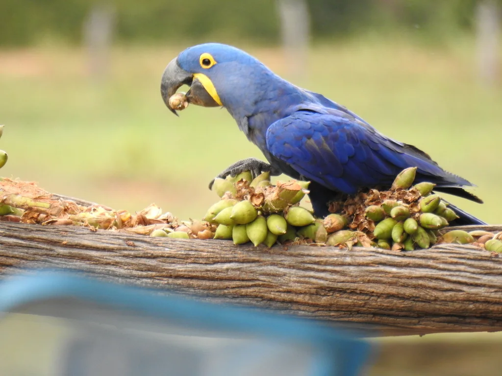 紫蓝金刚鹦鹉(Anodorhynchus hyacinthinus)