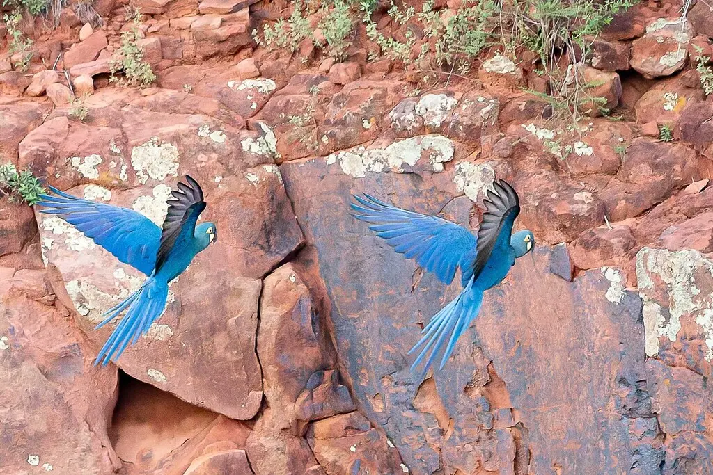 青蓝金刚鹦鹉(Anodorhynchus leari)