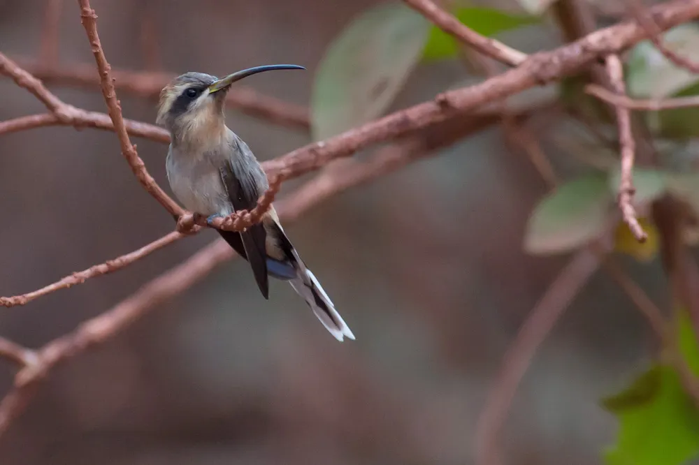 阔尾隐蜂鸟(Anopetia gounellei)
