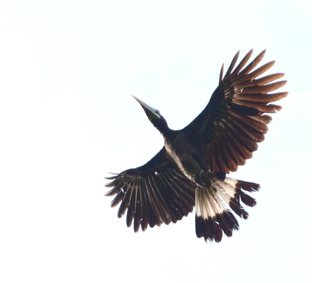 凤头犀鸟(Anorrhinus galeritus)