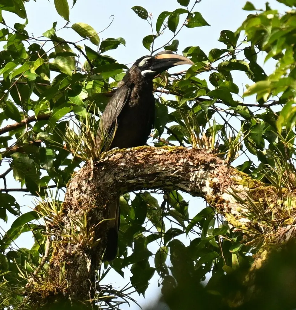 凤头犀鸟(Anorrhinus galeritus)