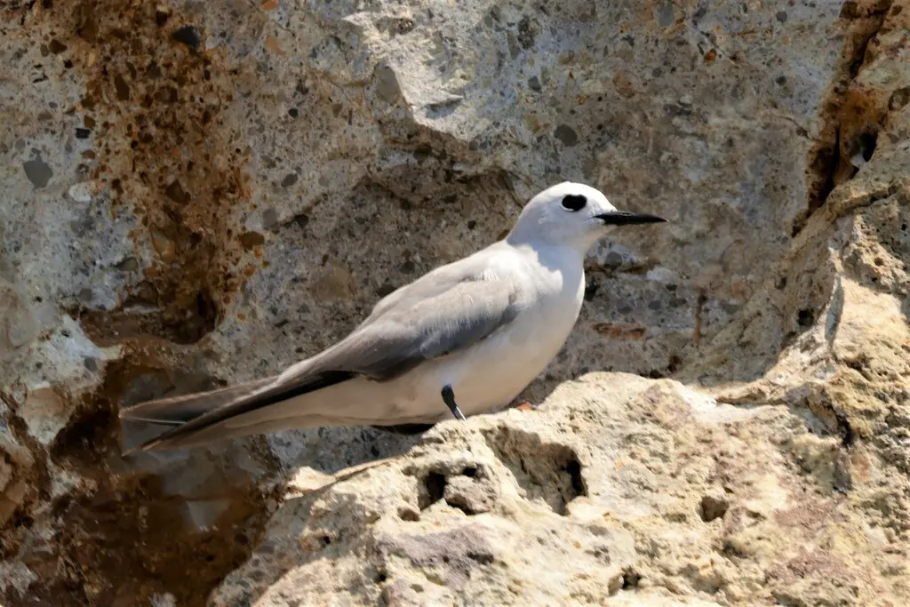 灰燕鸥(Anous albivitta)