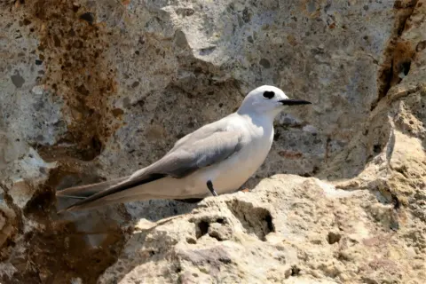 灰燕鸥