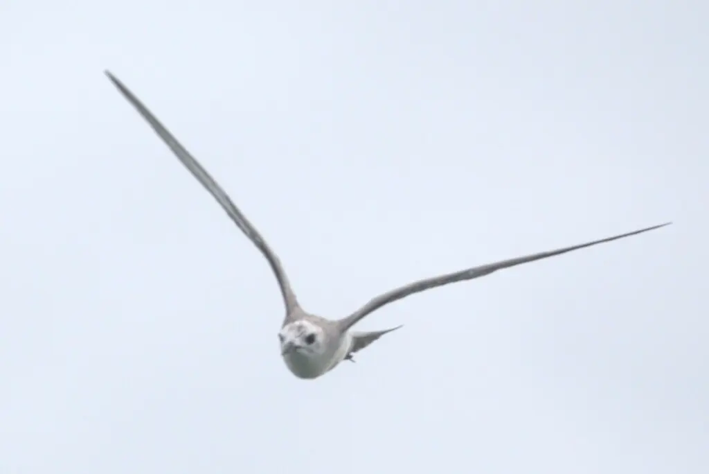 灰燕鸥(Anous albivitta)