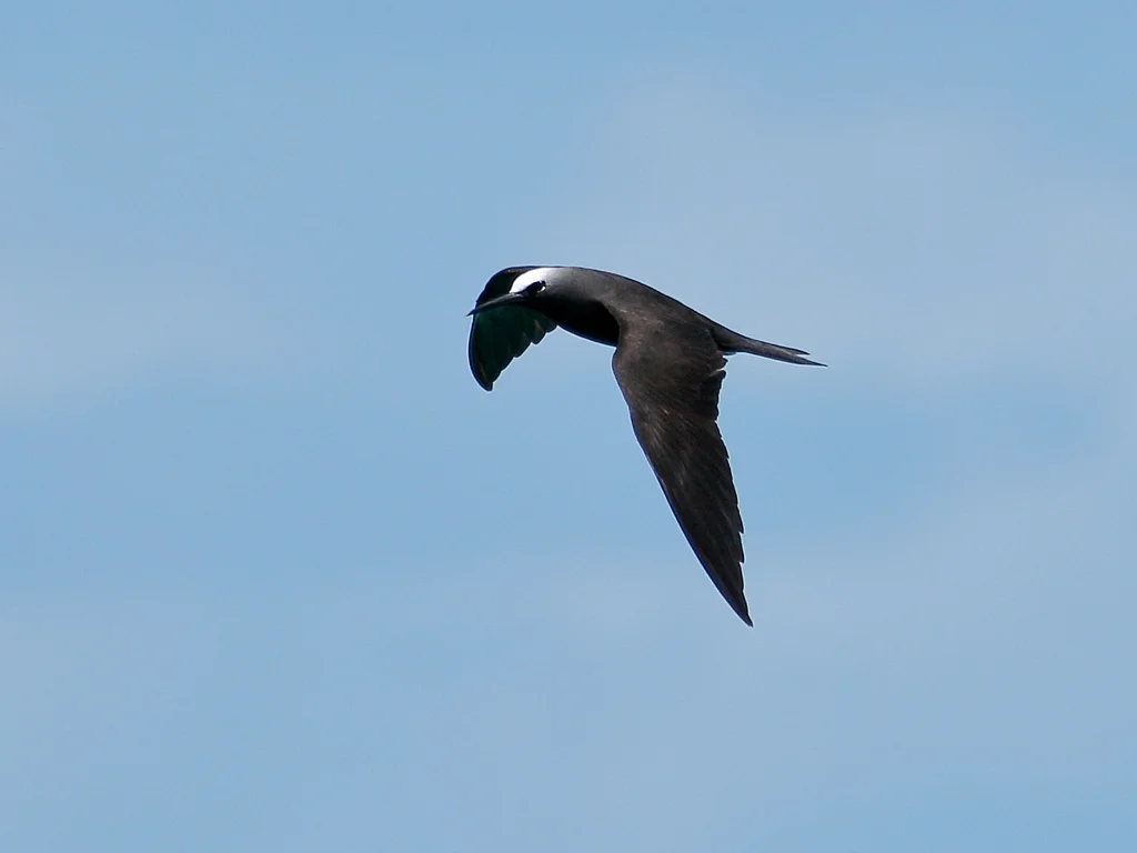 玄燕鸥(Anous minutus)