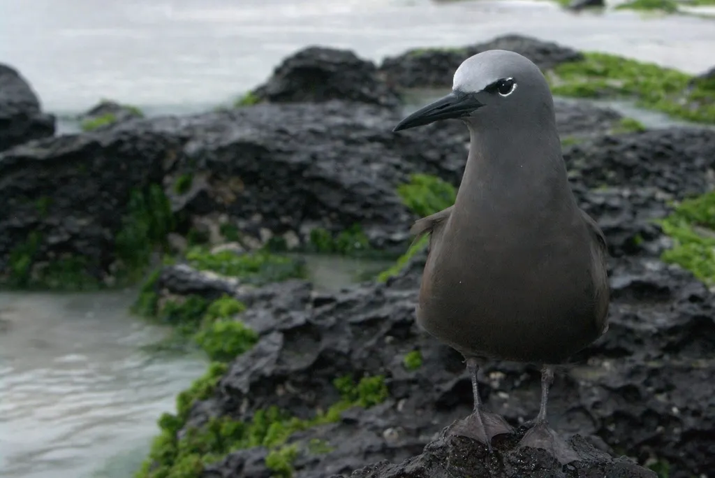 白顶玄燕鸥(Anous stolidus)