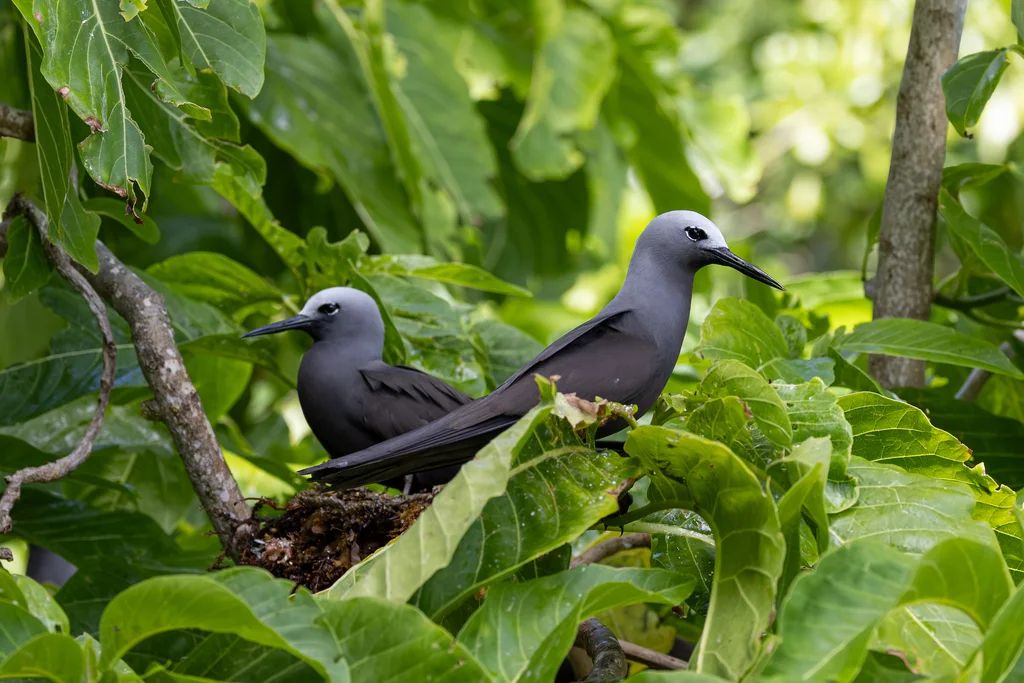 小玄燕鸥(Anous tenuirostris)