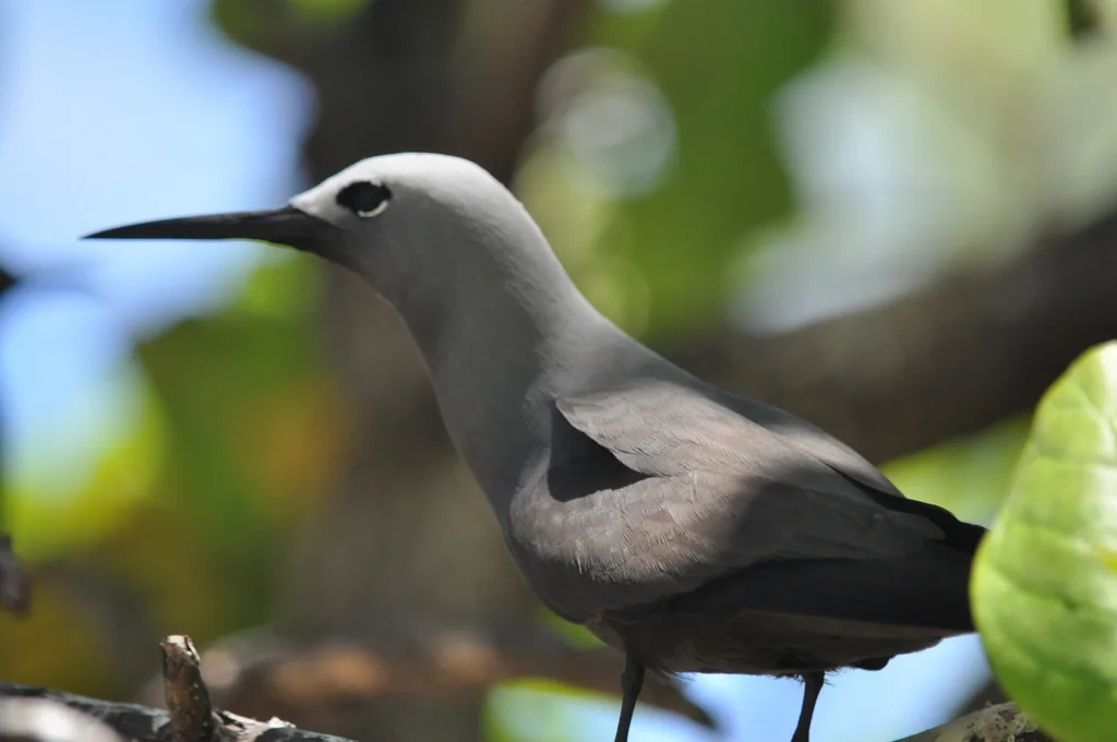 小玄燕鸥(Anous tenuirostris)