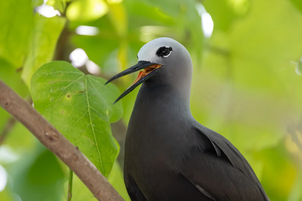 小玄燕鸥(Anous tenuirostris)