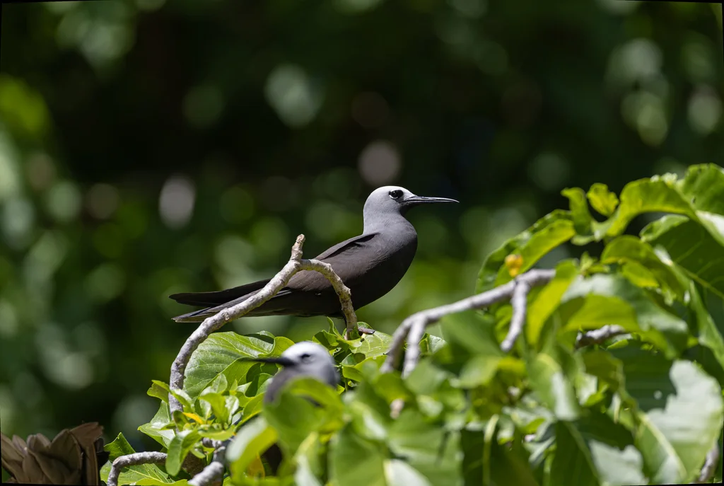 小玄燕鸥(Anous tenuirostris)