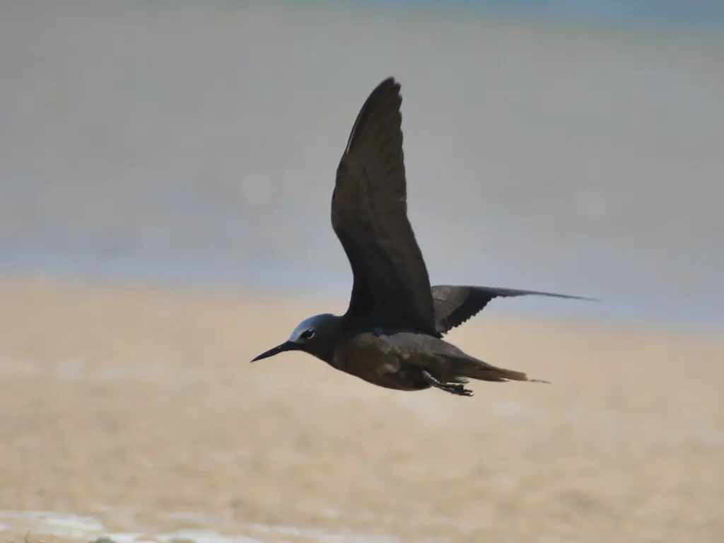 小玄燕鸥(Anous tenuirostris)