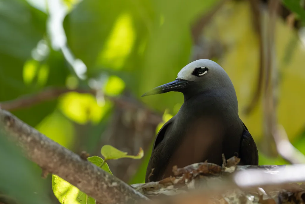 小玄燕鸥(Anous tenuirostris)