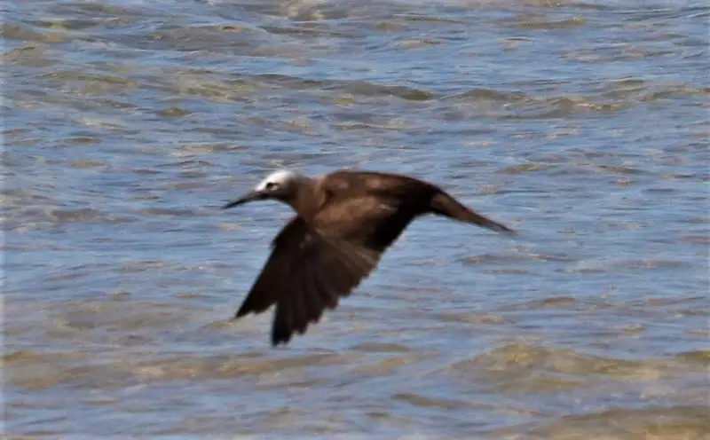 小玄燕鸥(Anous tenuirostris)