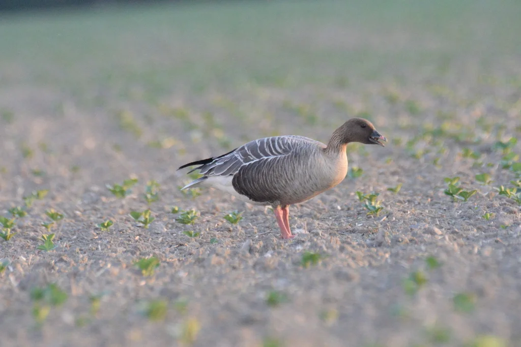 粉脚雁(Anser brachyrhynchus)