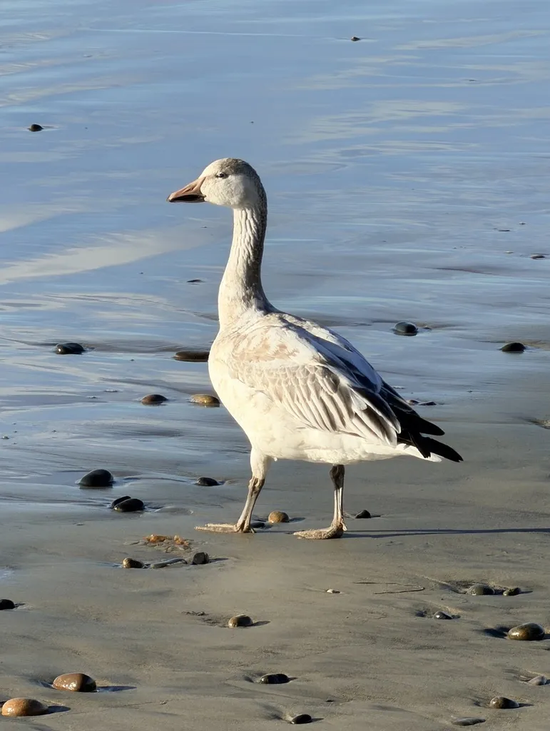雪雁（Anser caerulescens）