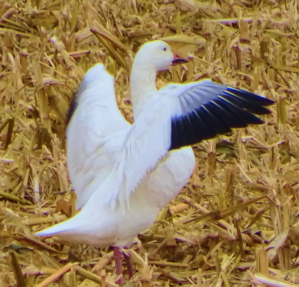 雪雁（Anser caerulescens）