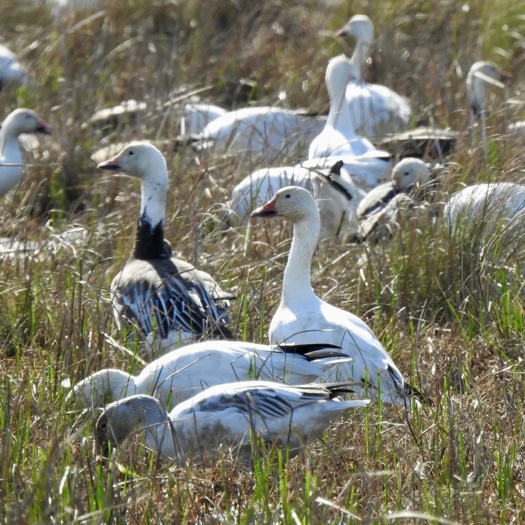 雪雁（Anser caerulescens）