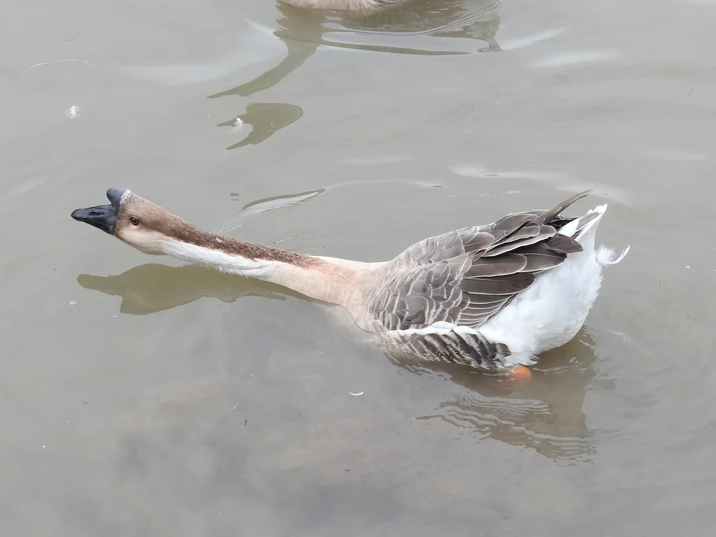 鸿雁(Anser cygnoides)