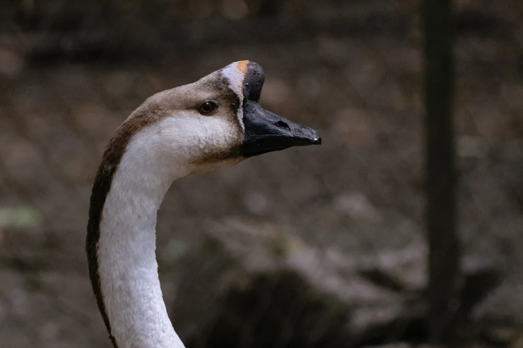 鸿雁(Anser cygnoides)