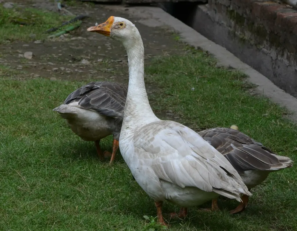 鸿雁(Anser cygnoides)