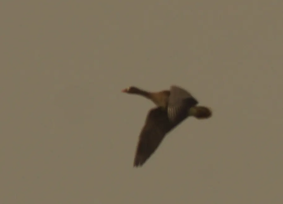 小白额雁(Anser erythropus)