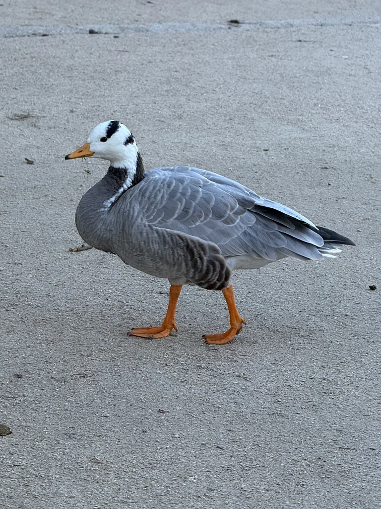 斑头雁（Anser indicus）