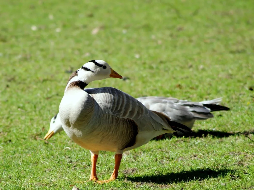 斑头雁（Anser indicus）